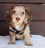 Adorable Dachshunds For Adoption