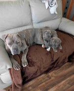 beautiful gray Cane Corso puppies
