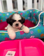 Shih tzu puppy for Adoption