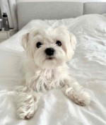Adorable Maltese puppies for adoption