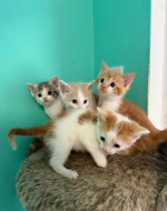 Kittens looking for their forever homes