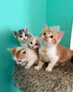 Kittens looking for their forever homes