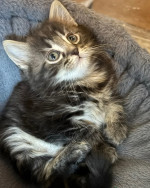 Maine coon kittens ready for adoption
