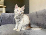 Mainecoon Kittens Available for rehoming.