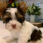 Small Wonder Yorkie