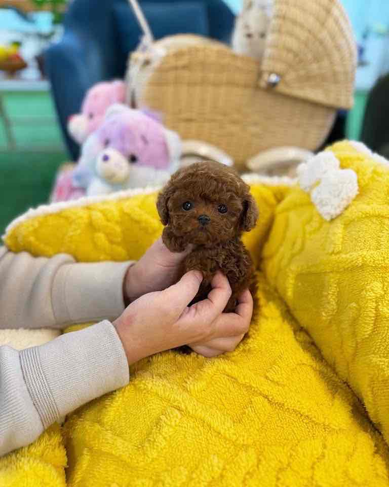 Baby Molly