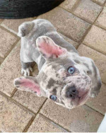 CUTE AND ADORABLE AKC REG FRENCH BULLDOG PUPPIES FOR SALE