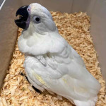 Fertile parrots eggs and parrots for sale