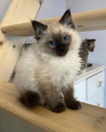 Fluffy, Friendly, and Full of Love: Maine Coon Kittens Available! 🐾😻*