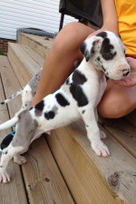 Beautiful Great Dane puppies for sale.