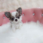 “Small Paws, Big Love — Adorable Puppies Ready!