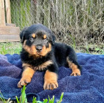 Maincoon kittens for adoption