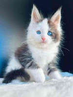 Maincoon kittens for adoption