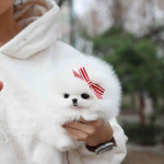 Pomeranian puppy