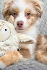 Australian Shephered Puppies for sale