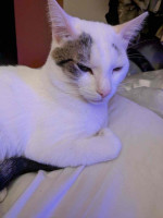 This adorable cat is up for sale