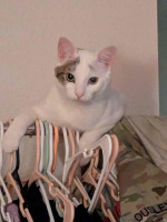 This adorable cat is up for sale