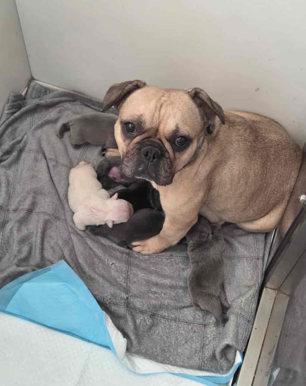 Beautiful French Bulldog Babies 6 months Health Guarantee