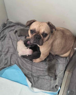 Beautiful French Bulldog Babies 6 months Health Guarantee