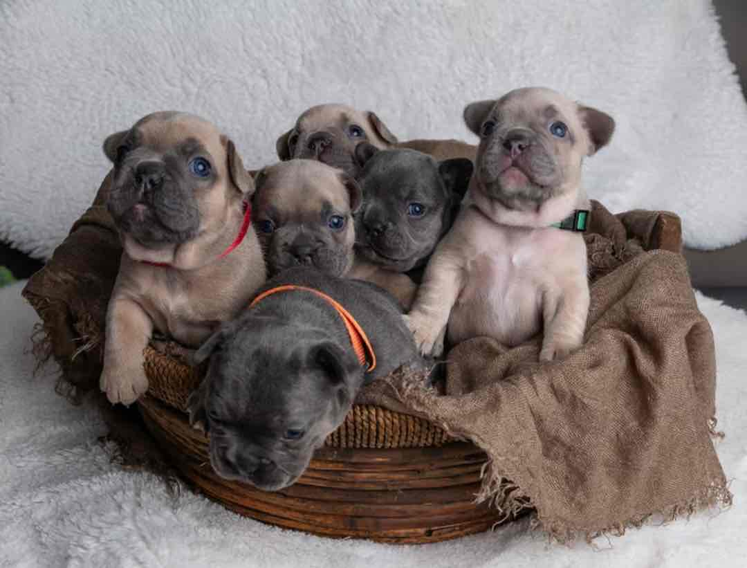 Beautiful French Bulldog Babies 6 months Health Guarantee
