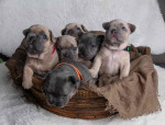 Beautiful French Bulldog Babies 6 months Health Guarantee