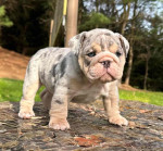 🏡🐾 Adorable English Bulldog puppies ready to join loving families! 💕 Vet-checked, healthy, and full of cuddles. Message me for more info! 🐶❤️