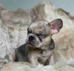 French bulldog