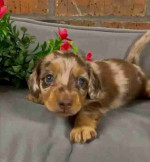 Miniature dachshund puppy