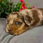 Miniature dachshund puppy