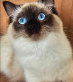 Meet this little Ragdoll