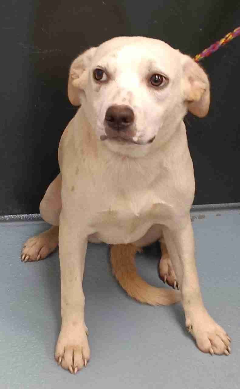 Labrador Retriever Mix