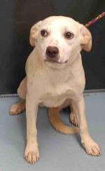 Labrador Retriever Mix