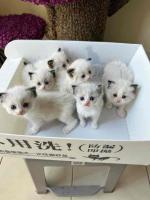 This charming little kitten is ready to find its forever home!