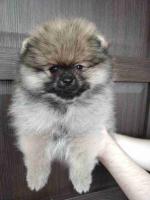 Pomeranian puppy