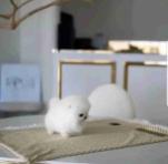 Pomeranian puppies