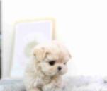 Teacup maltese
