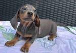 Christmas Gift Male and Female Dachshund puppies