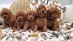 Poodles for sale