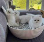 Gorgeous Ragdoll Kittens
