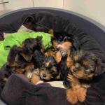 Purebred male and female yorkie puppies for sale