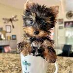 Excellent Yorkshire Terrier puppies available now for good homes