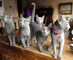 Adorable purebred Russian Blue kittens for sale at a good price