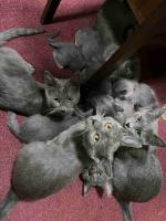 Excellent line of Russian Blue kittens ready for rehoming